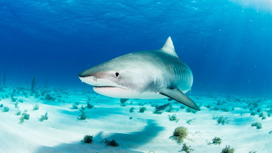 Sharks in Bahamas found to have cocaine and other drugs in their systems, study says Architect Gold Coast